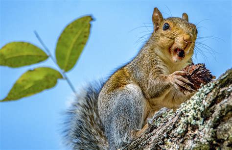 Nutty Squirrel Photograph By Marcy Wielfaert Pixels