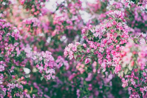 Julia Starr Instagram Flowers Nature Plants