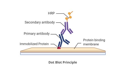 Dot Blot Protocol Principle Definition