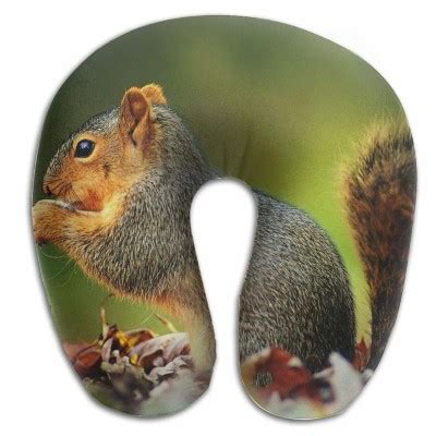 Cute Squirrel And Nuts X Wallpaper Teahub Io