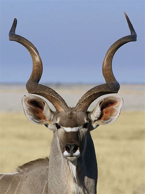 Greater Kudu Animaux Africains Animaux Exotiques Animaux Afrique