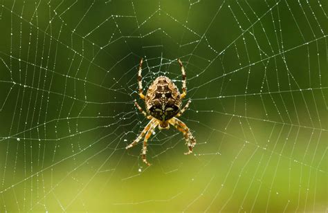 Orb Weaver Spider Facts Silk Weavers Par Excellence Cool Kid Facts