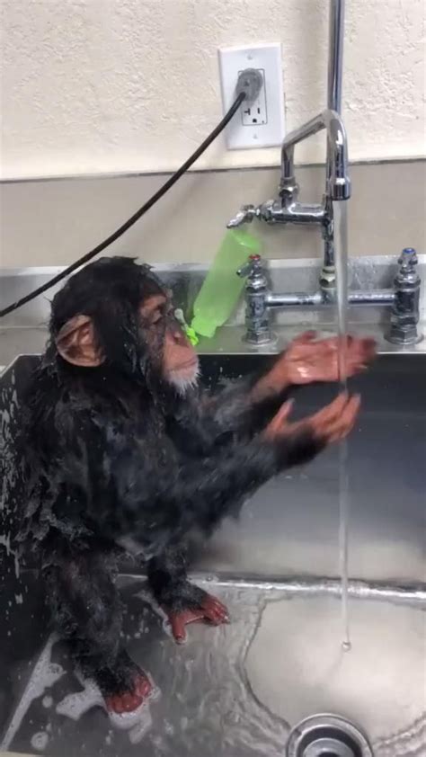 Monkey In The Shower 🐒😍 Video Cute Baby Animals Funny Animal