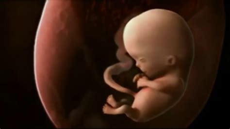 como se forma un bebe dentro del vientre de su madre youtube