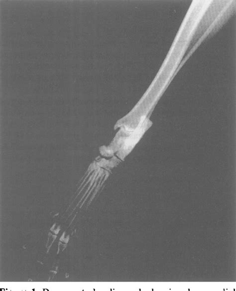 Figure 1 From Fracture Luxation Of The Central Tarsal Bone In A Dog