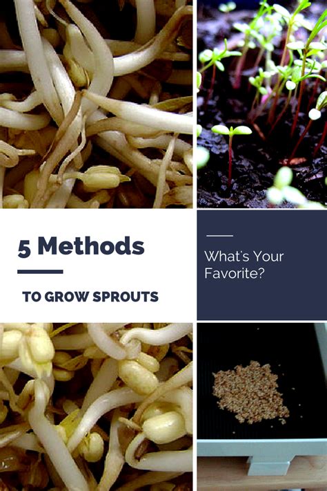 5 Easy Ways To Grow Your Own Sprouts With Images Growing Sprouts
