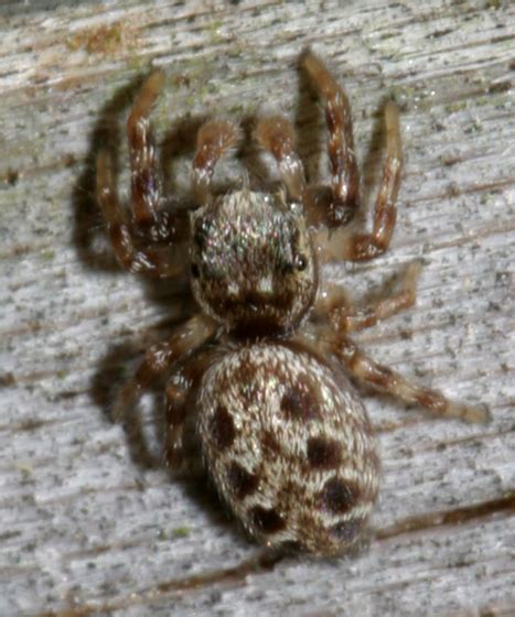 Massachusetts Spider Bugguidenet