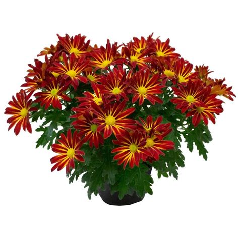 Chrysanthemum Indicum Pelee Island Pot Mum Garden Center Marketing