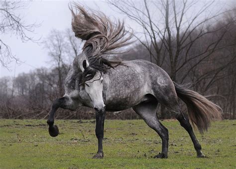 Horse Download Free New Lovely Hd Wallpapers Of Andalusian Horse
