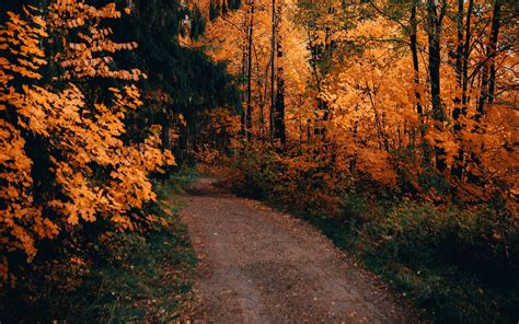 Download Wallpaper 3840x2400 Path Forest Autumn Trees Nature 4k
