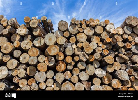 Stack Of Cut Timber Stock Photo Alamy
