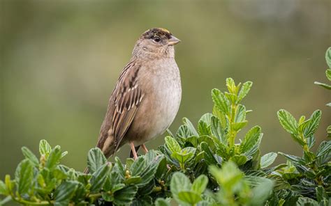 Golden Crowned Sparrow Audubon Field Guide