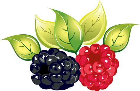 Raspberry Png Image Clip Art Raspberry Free Pictures