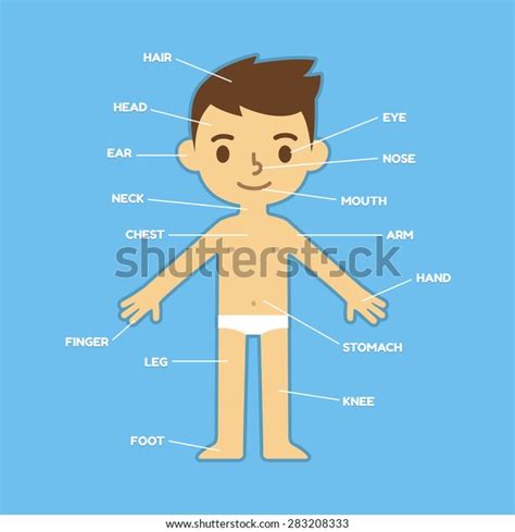 My Body Educational Infographic Chart Kids Stock Vector Royalty Free
