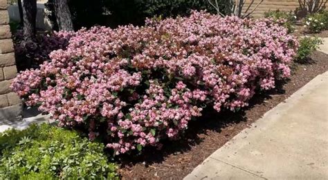 How To Grow Indian Hawthorn Flowering Shrub Rhaphiolepis Indica