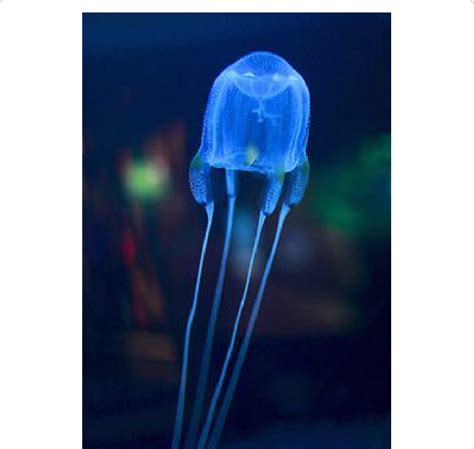 Photograph Of A Jellyfish Phylum Cnidaria Class Cubozoa Note How