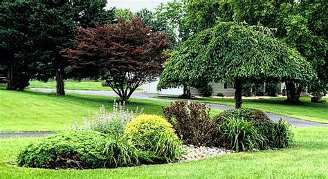 5 Weeping Trees For Your Landscape Grosmart Lawn And Garden