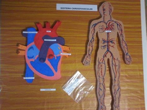 Maqueta Sistema Cardiovascular Sistema Circulatorio Maqueta