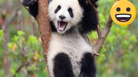 Aww The Latest Panda Cub Cute Life Moment！！！ Youtube