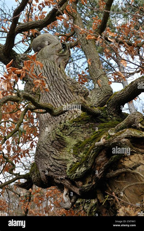 Old Gnarled Oak Tree Hi Res Stock Photography And Images Alamy