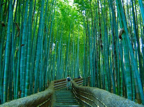 Gadis Mayrah Sagano Bamboo Forest Japan