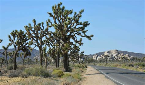 Most cacti feature thick photosynthetic stems and leaves that are modified as spines. Grillige bomen en rotsen in de woestijn; Joshua Tree ...