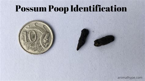 What Does Possum Poop Look Like Identifying Droppings Animal Hype