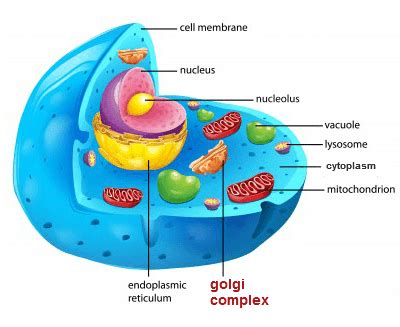 Looking deeper, plant cells and animal cells have tiny structures called cell organelles which perform various other functions to ensure the survival of the cell. GOLGi Body Complex - Blog