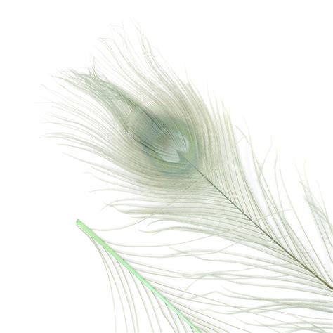 peacock feathers 5 to 100 pieces celedon seafoam green bleached dyed tails 8 to 15 inches