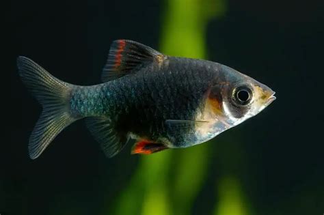 Tiger Barb Species Profile And Care Guide Fishkeeping World