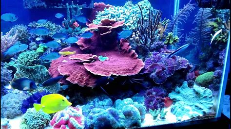 120 Gal Mixed Reef Tank Youtube
