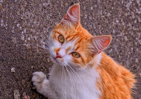 Cat Feline Animal Free Photo On Pixabay Pixabay
