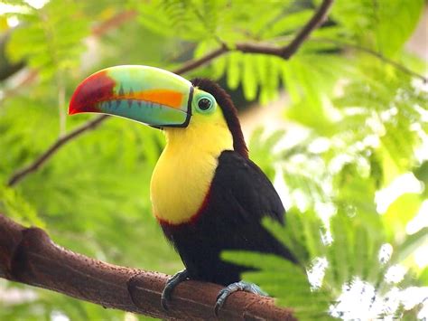 Toucan Zoo Bird Beak Nature Color Pikist