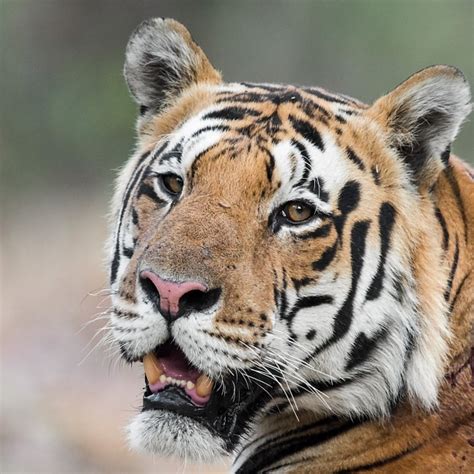 Latika Nath Indias First Female Wildlife Biologist And Tiger Princess On Breaking Indias