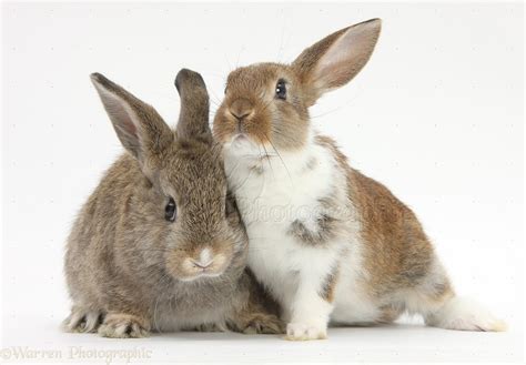 Two Young Rabbits Photo Wp32915