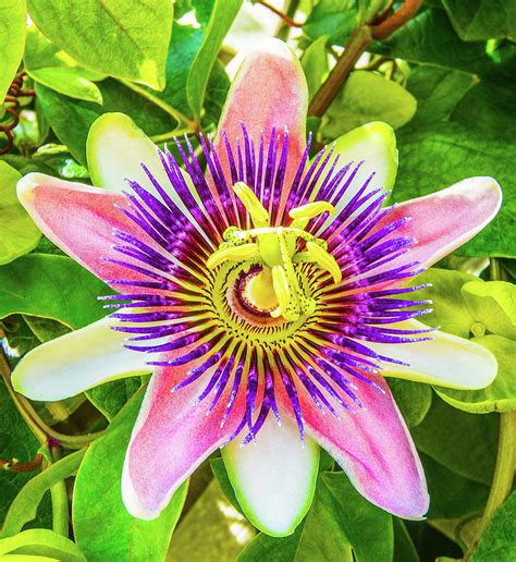 Colorful Passiflora Flower Of Bermuda Photograph By Jeff At Jsj Photography Pixels