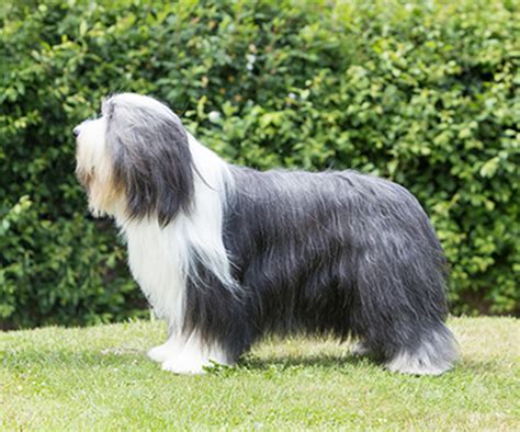 Bearded Collie Breeds A To Z The Kennel Club