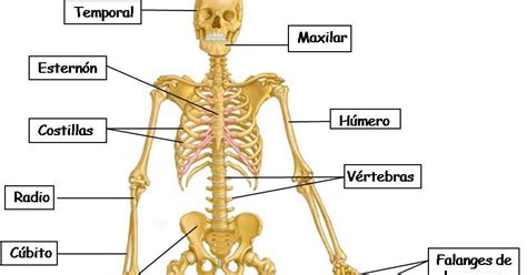 El Cuerpo Humano Los Huesos