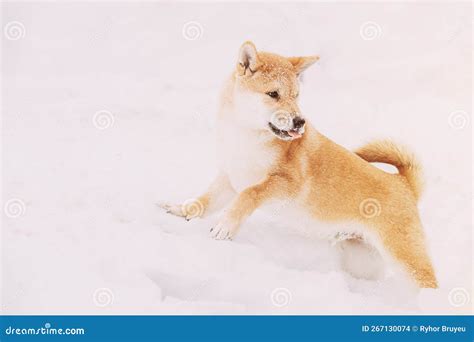 Shiba Inu Playfully Through Snowdrifts Curious Young Japanese Small