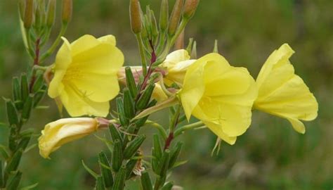 8 Propiedades Y Beneficios De La Planta Oenothera