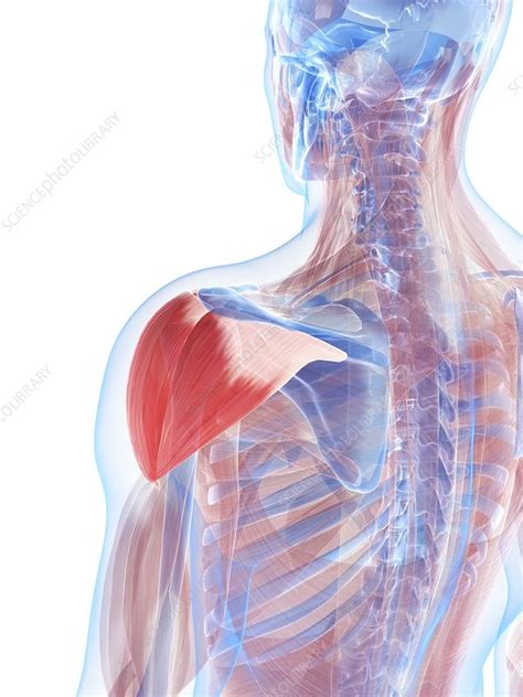 Shoulder Muscles Artwork Stock Image F0050680 Science Photo Library