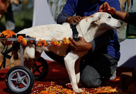 Watch Did You Know Nepal Has A Dog Festival The Hindu