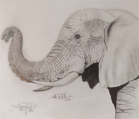 Dibujo De Elefante Adulto A Lápiz Art Drawings Sketches Simple Art