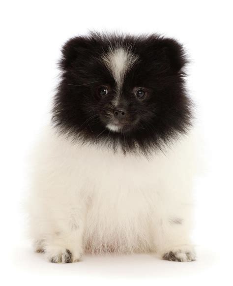 Black And White Parti Pomeranian Puppy Photograph By Mark Taylor