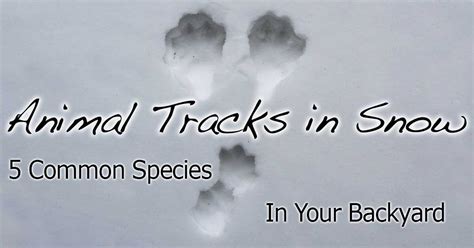 Identifying Animal Tracks In Snow 5 Common Backyard Species