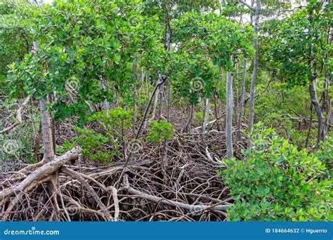 forest of red mangroves rhizophora mangle with elaborate root systems anne kolb west lake