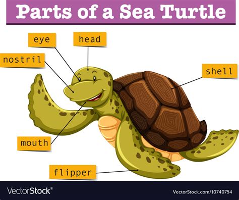 Diagram Showing Different Parts Turtle Royalty Free Vector