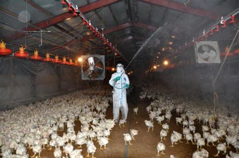 Japan Orders Slaughter Of 37000 Chickens In Bird Flu Outbreak Daily