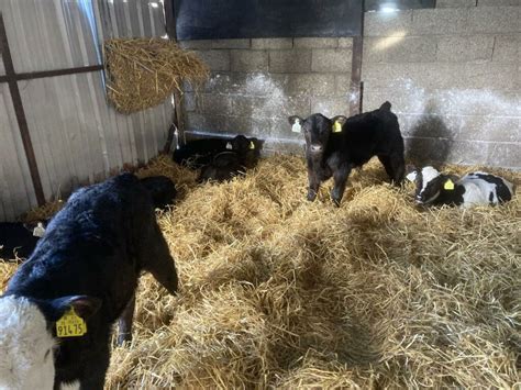Checklist And Tips For Farmers Rearing Calves This Spring Agrilandie