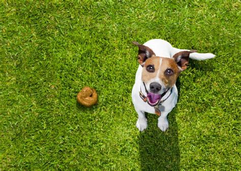 Justanswer.com has been visited by 100k+ users in the past month Why Does my Dog Eat Poop - Tectopet